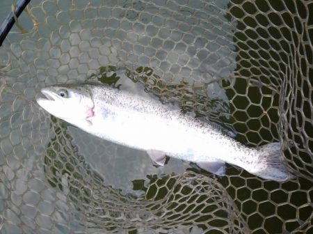 大安トラウトレイク 釣果